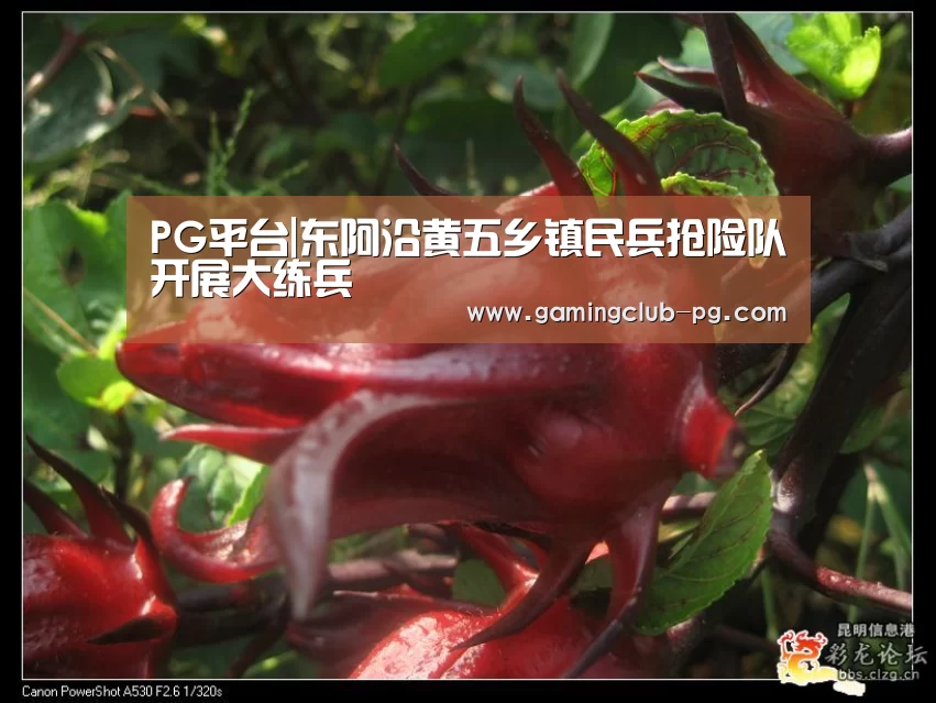 PG平台|东阿沿黄五乡镇民兵抢险队开展大练兵(图3) PG赛事